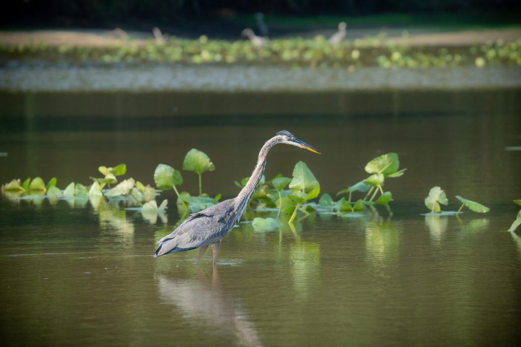 Heron